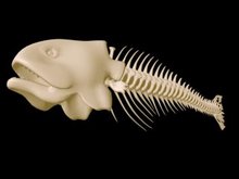 fishbone-sticks-in-a-throat[1].jpg